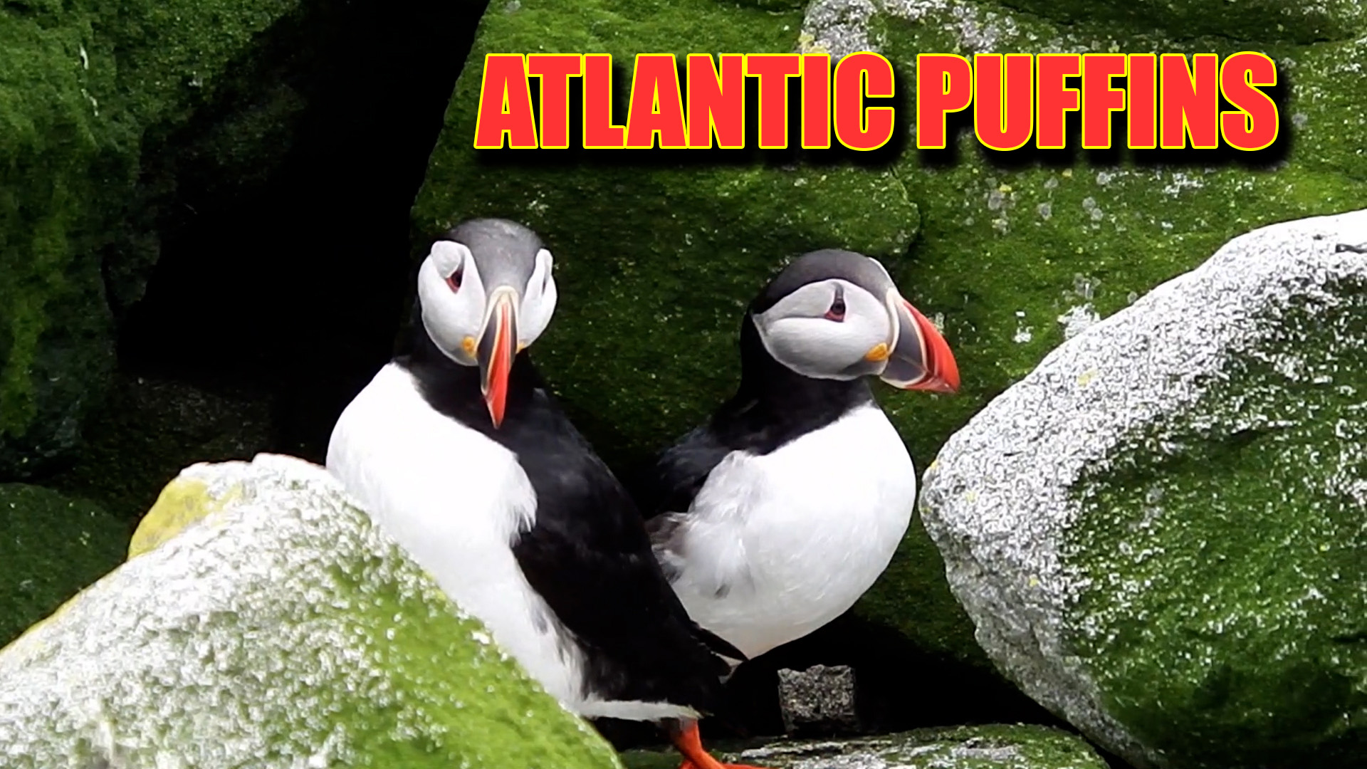 Atlantic Puffins on Machias Seal Island